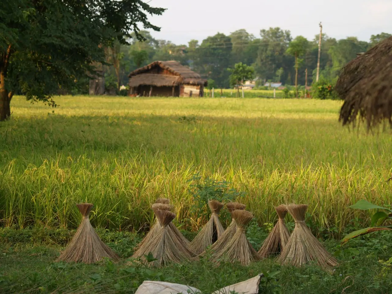 Rice fields Chitwan Park Nepal