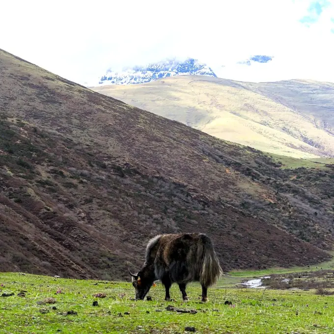 bhutan expeditions