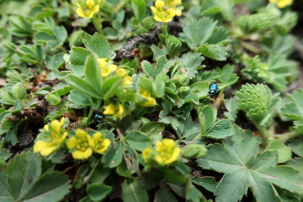 Gangabal Lake Trek, Kashmir, India