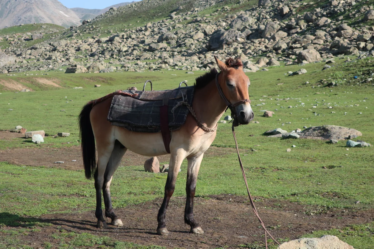Gangabal Lake Trek, Kashmir, India