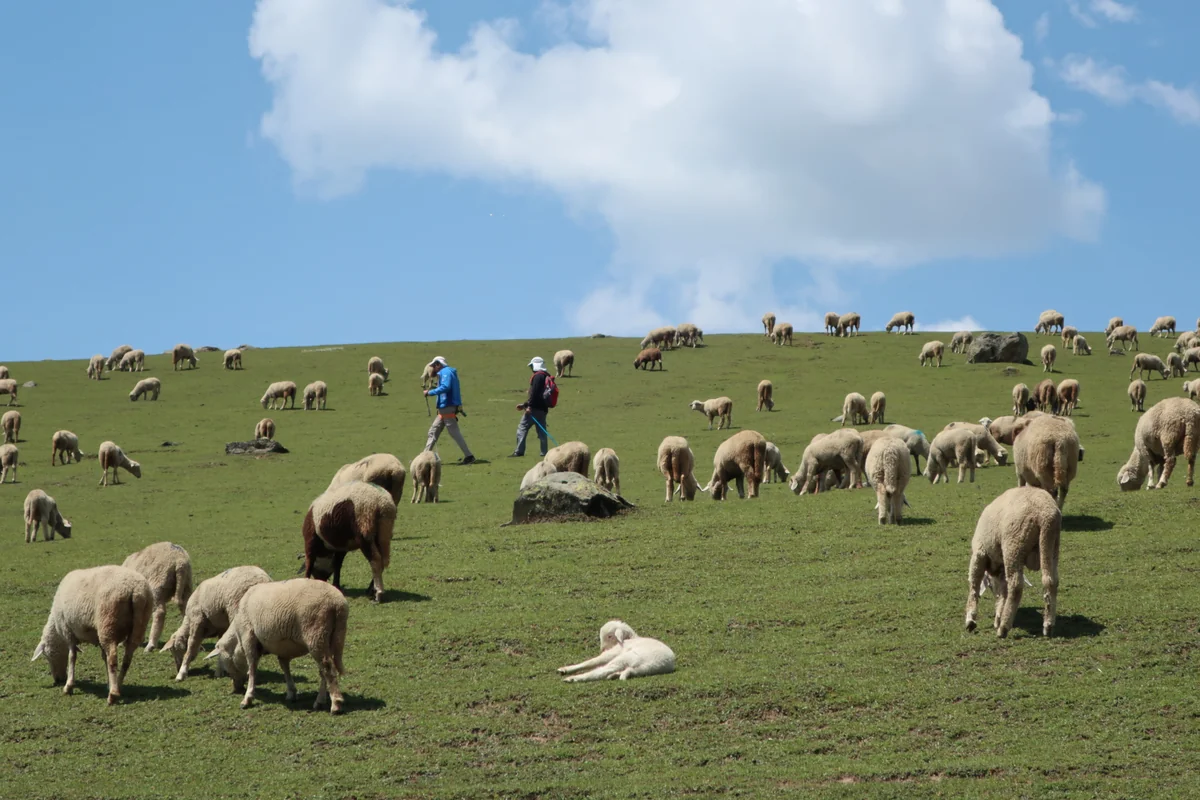 Trunkhol, Gangabal Lake Trek, Kashmir, India