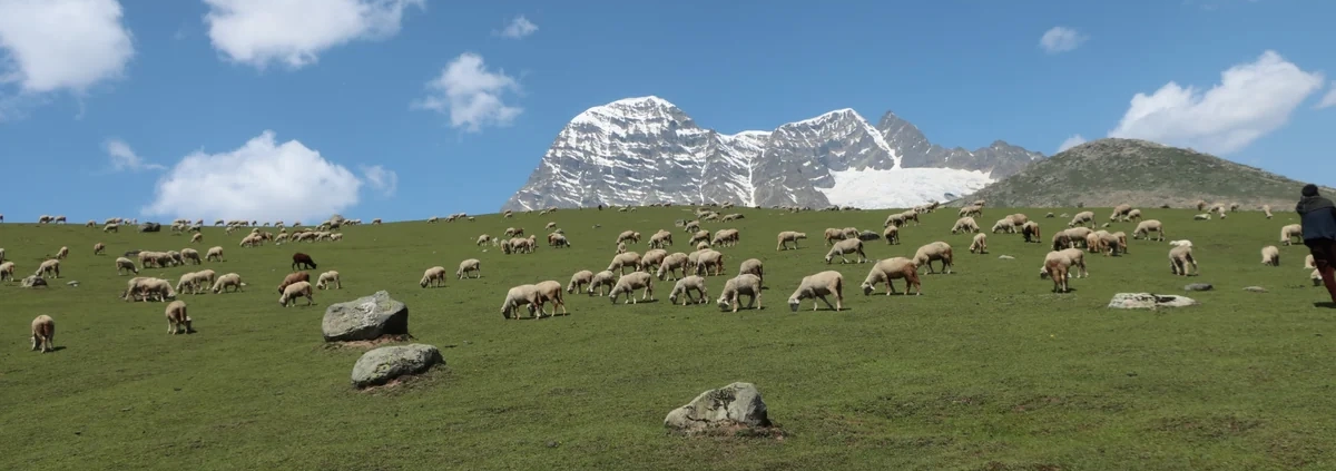 Trunkhol meadow, Gangabal Lake Trek, Kashmir, India