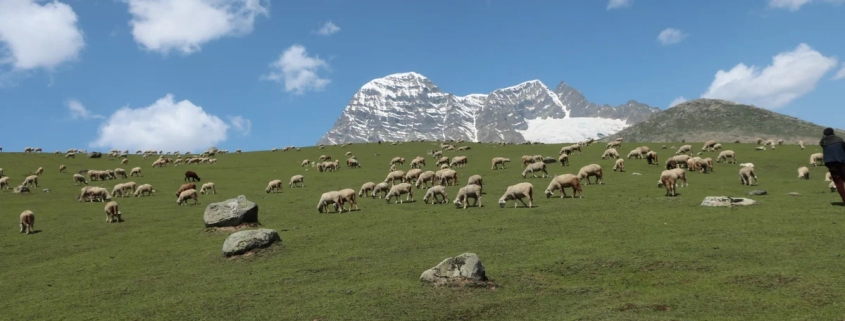 Trunkhol meadow, Gangabal Lake Trek, Kashmir, India