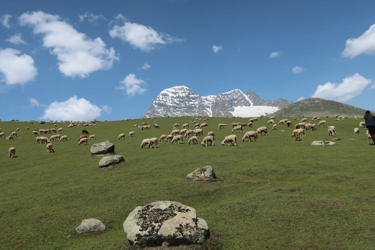 Trunkhol meadow, Gangabal Lake Trek, Kashmir, India