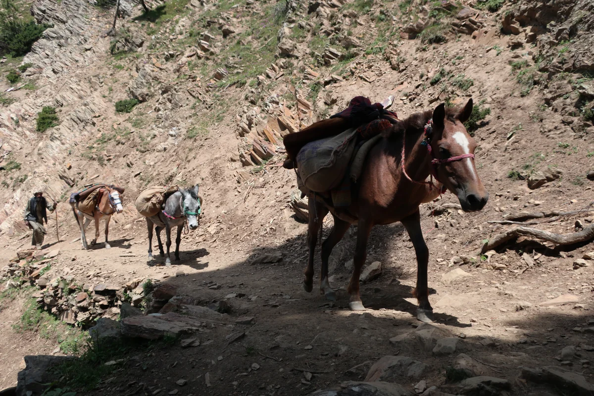 Gangabal Lake Trek, Kashmir, India