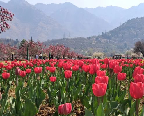 Tulip garden in Srinagar India-Grand-Circuit-Tour
