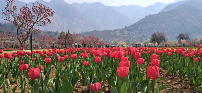Tulip garden in Srinagar India-Grand-Circuit-Tour