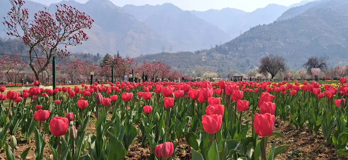 Tulip garden in Srinagar India-Grand-Circuit-Tour
