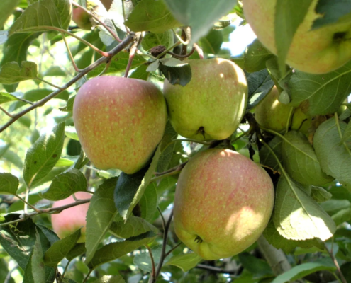 Kashmir apple orchard, Srinagar-India