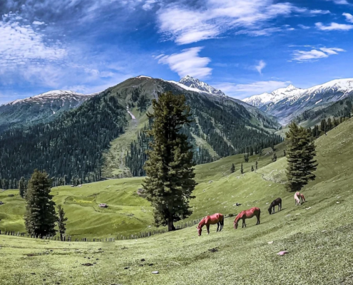 Sonamarg meadow — gateway to the Kashmir Great Lakes Trek