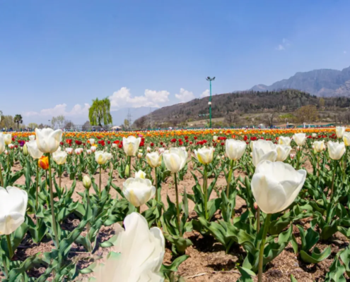 Tulip garden, Srinagar-India