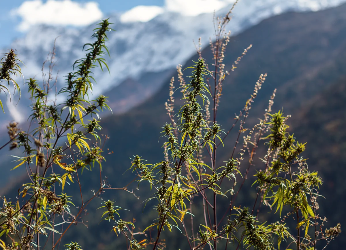 Manaslu Circuit Trek, Nepal