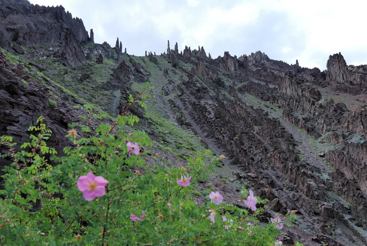 Markha Valley Trek, Leh-Ladakh, India