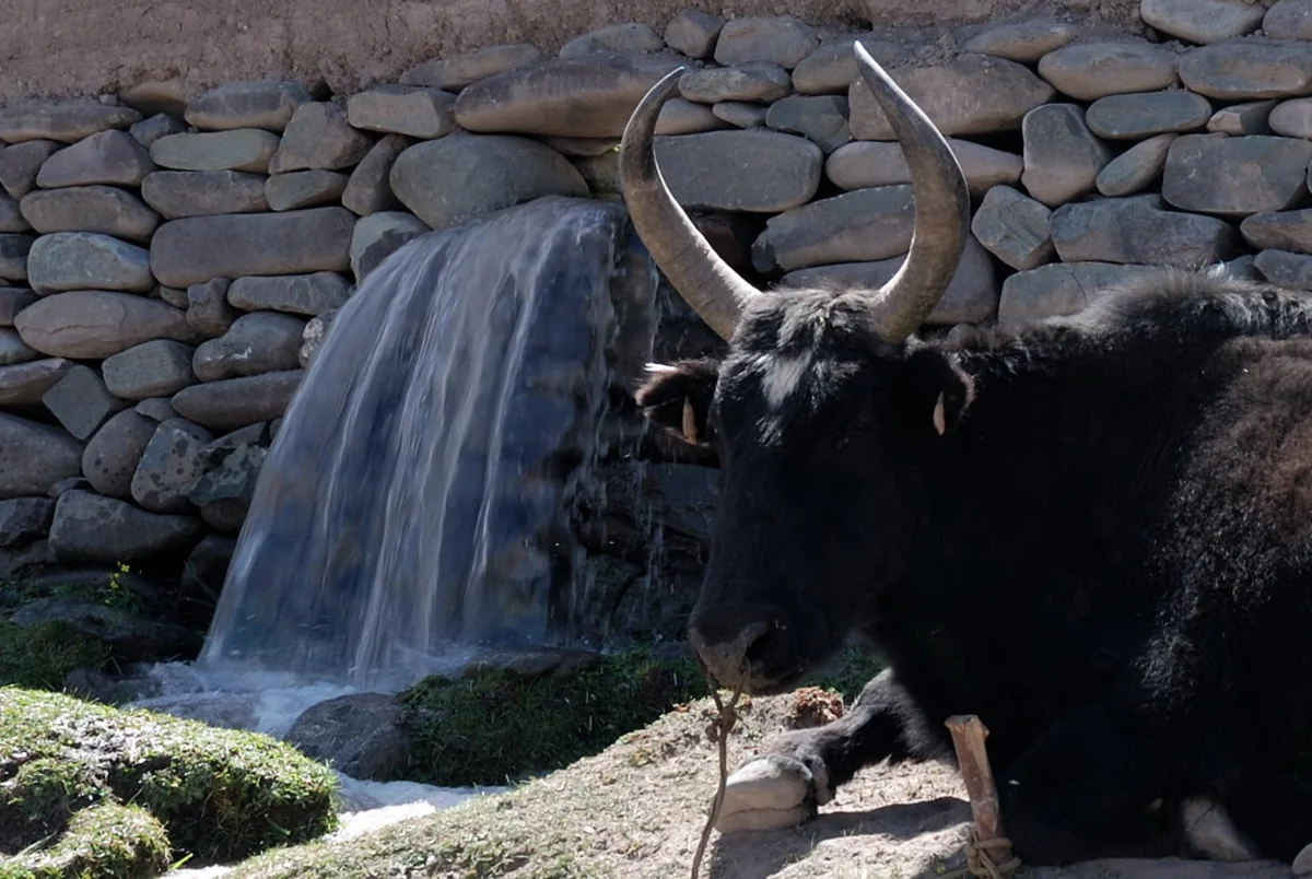 Markha Valley Trek, Leh-Ladakh, India