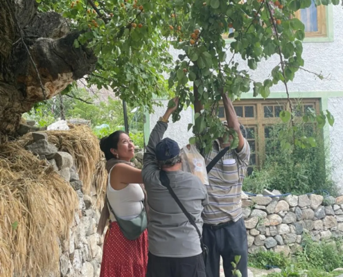 Plucking Apricot fruit Tutuk Ladakh India-Grand-Circuit-Tour