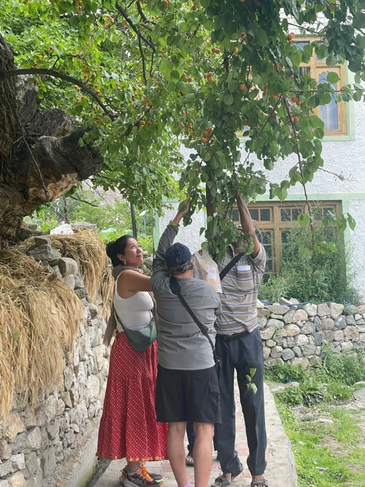Plucking Apricot fruit Tutuk Ladakh India-Grand-Circuit-Tour