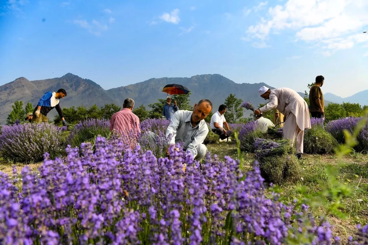 Plucking lavender flowers Srinagar India-Grand-Circuit-Tour