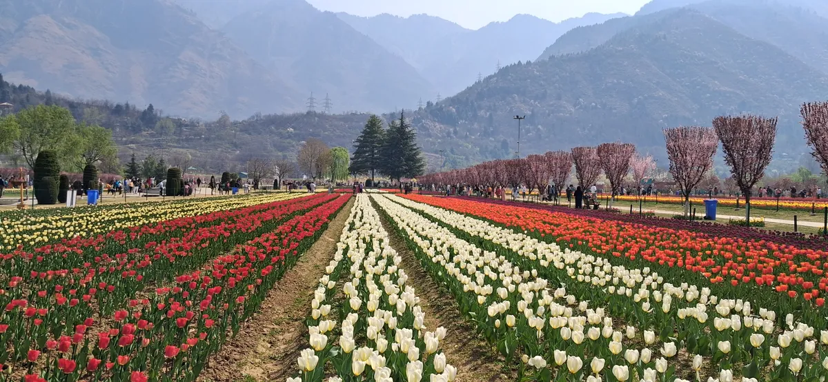 Tulip garden in Srinagar Kashmir India-Grand-Circuit-Tour