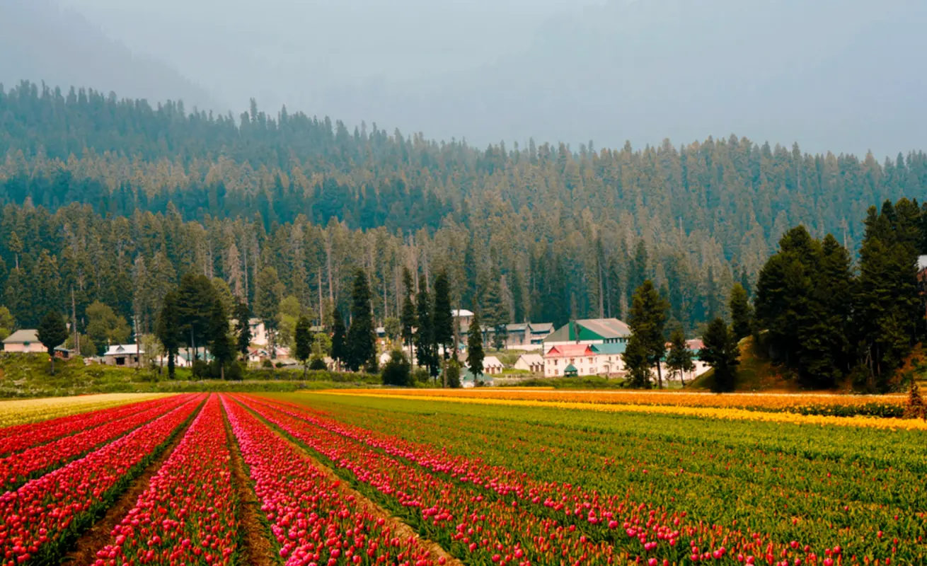 Tulips-Kashmir