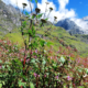 Valley of Flowers trek in Uttarakhand