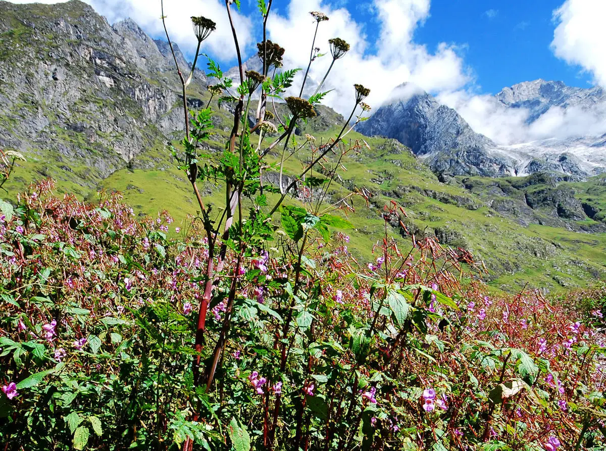 flowers and meadows Valley-of-Flowers-Trek