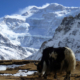 Goecha La and Dzongri trek in Sikkim