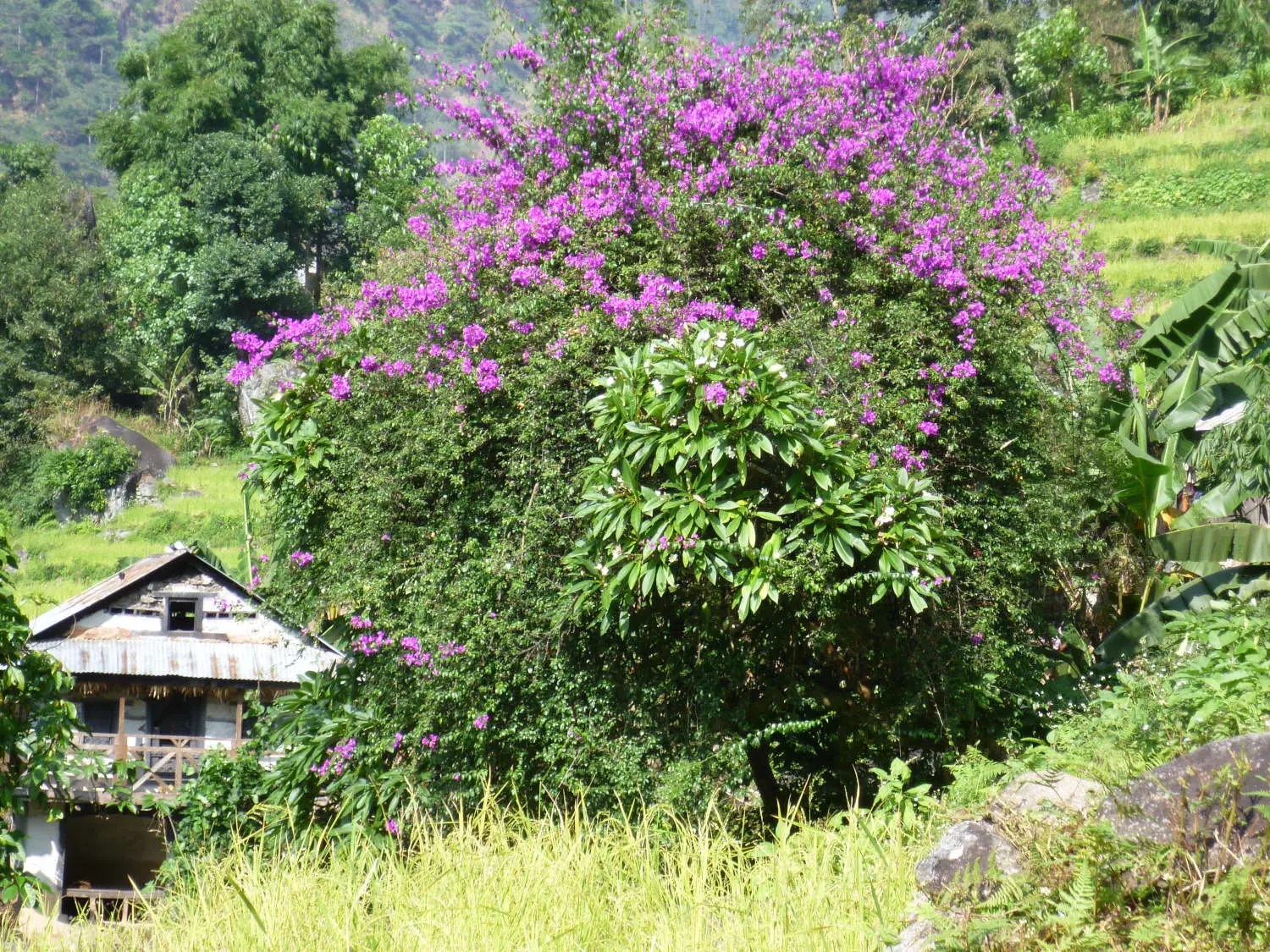 kangchenjunga-between-mitlung-and-chirwa