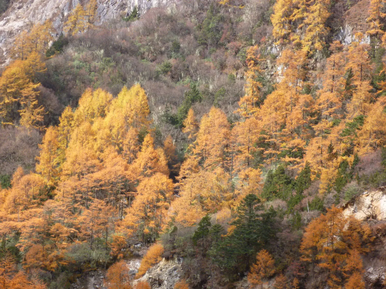 kangchenjunga-larches-above-ghunsa
