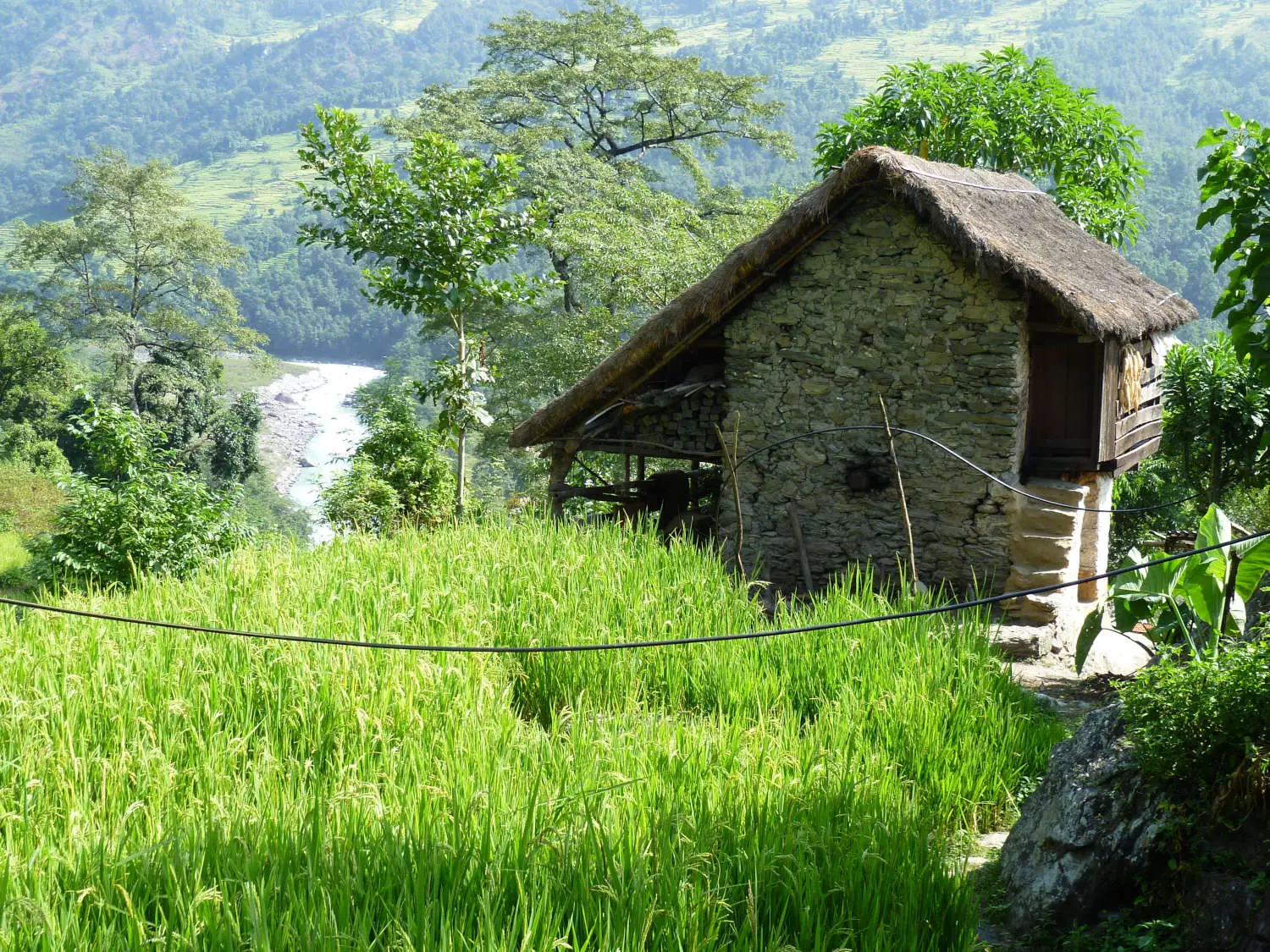 kangchenjunga-through-the-rice-paddies-on-the-way-to-mitlung