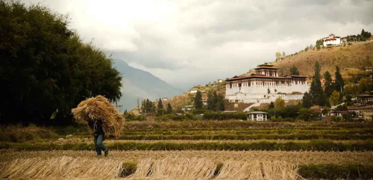 rice-fields in Bhutan