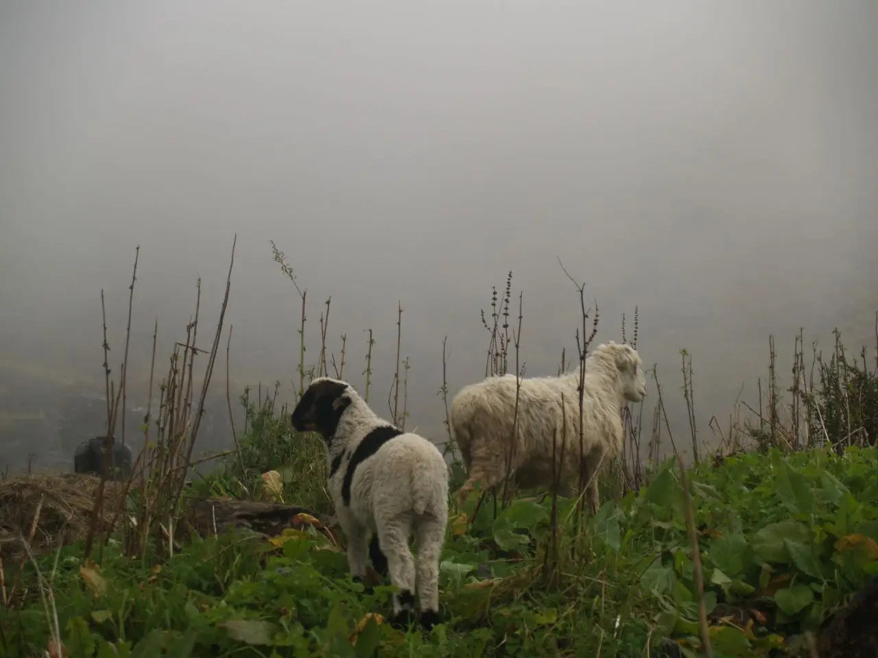 trek-anapurna-base-camp