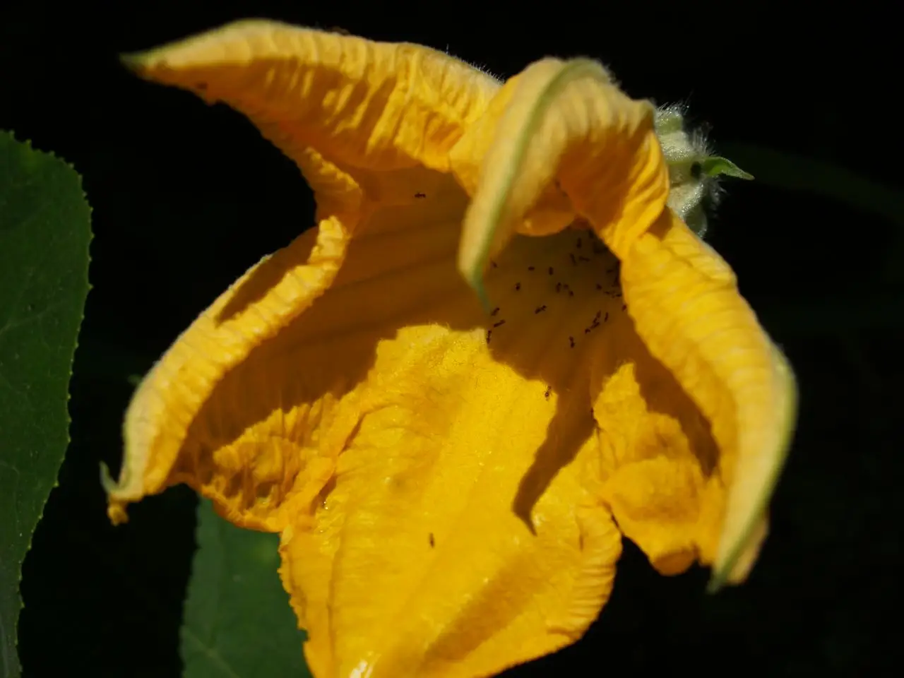 trek-anapurna-base-camp