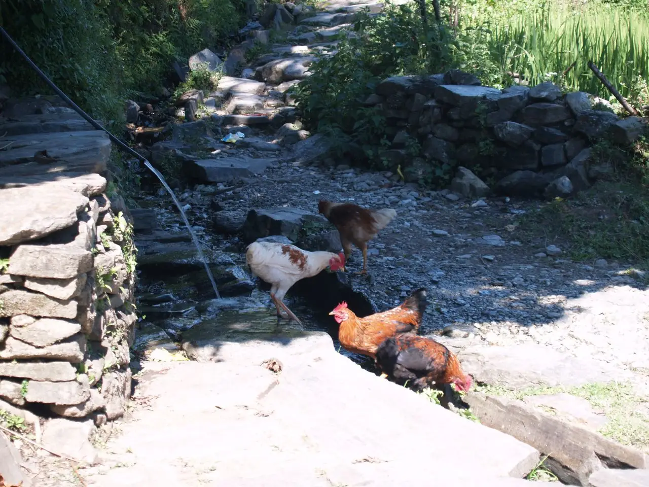 trek-anapurne-base-camp